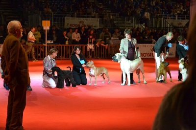 du Palais Des Anges - Show Douai 2011