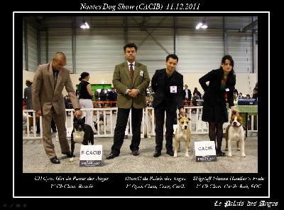 du Palais Des Anges - Nantes Dog Show (Cacib)