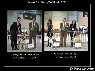 du Palais Des Anges - Nantes Dog Show (Cacs) 