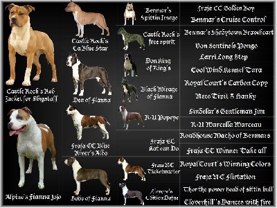 du Palais Des Anges - BREEDING HOTENTIK KARIBEAN DOG 2010